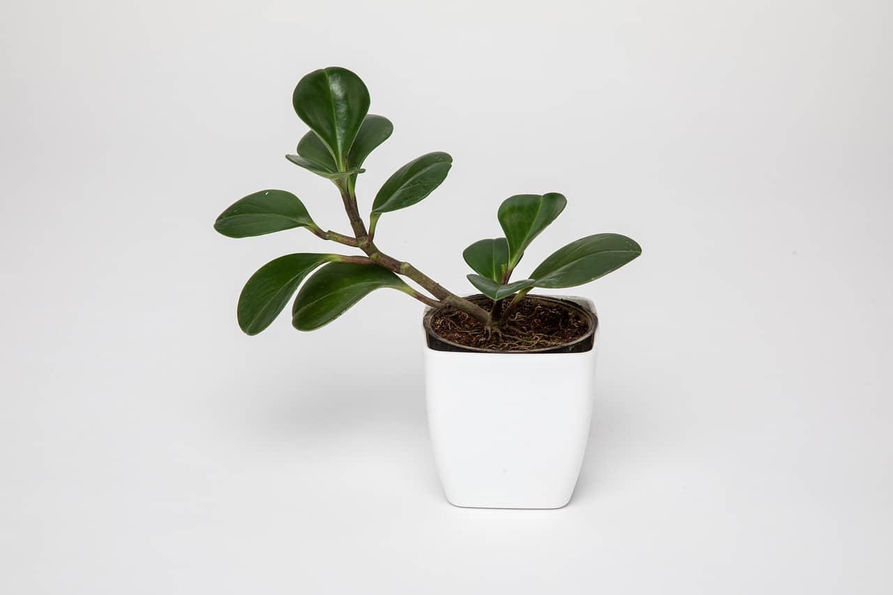 환경 변화에 강한 실내 식물 – 초보자도 안심하고 키우는 저스트레스 식물