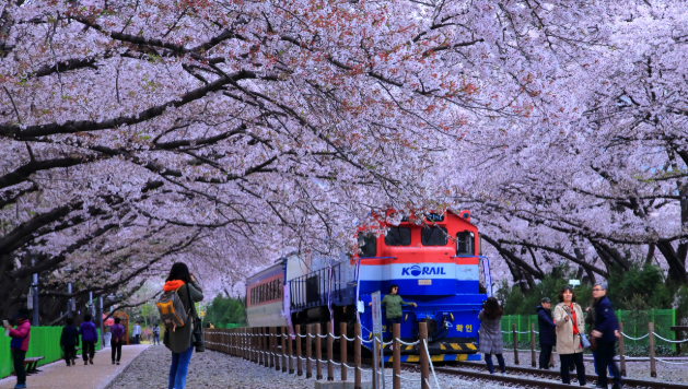 진해 군항제: 2025 벚꽃 개화와 함께12