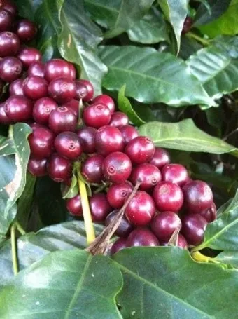 체리나무 재배법 건강한 과일 나무 키우기_10