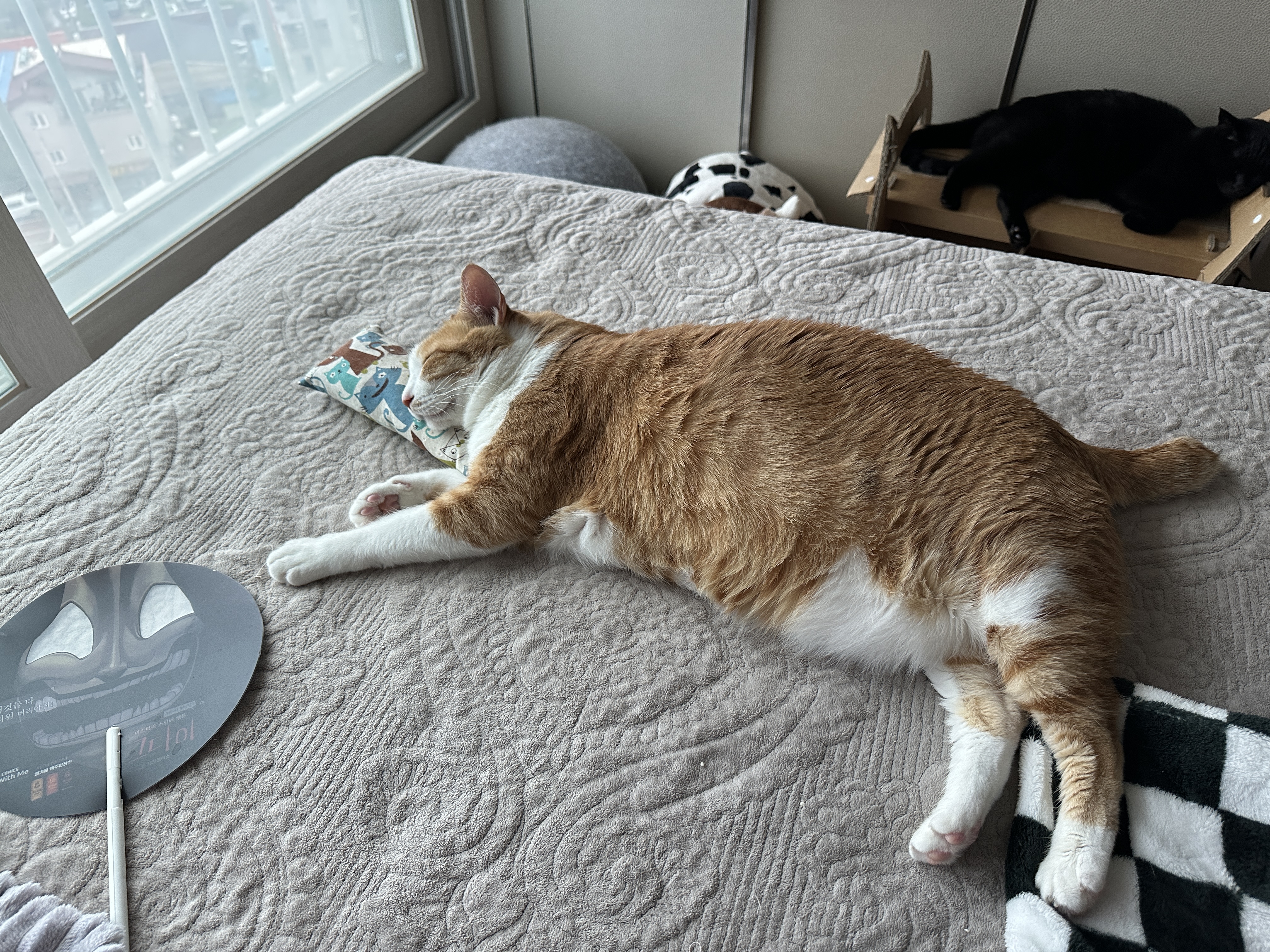 캣닢 쿠션 베고 자는 호야 (feat. 창문 해먹 자리 있나 확인하는 건이)