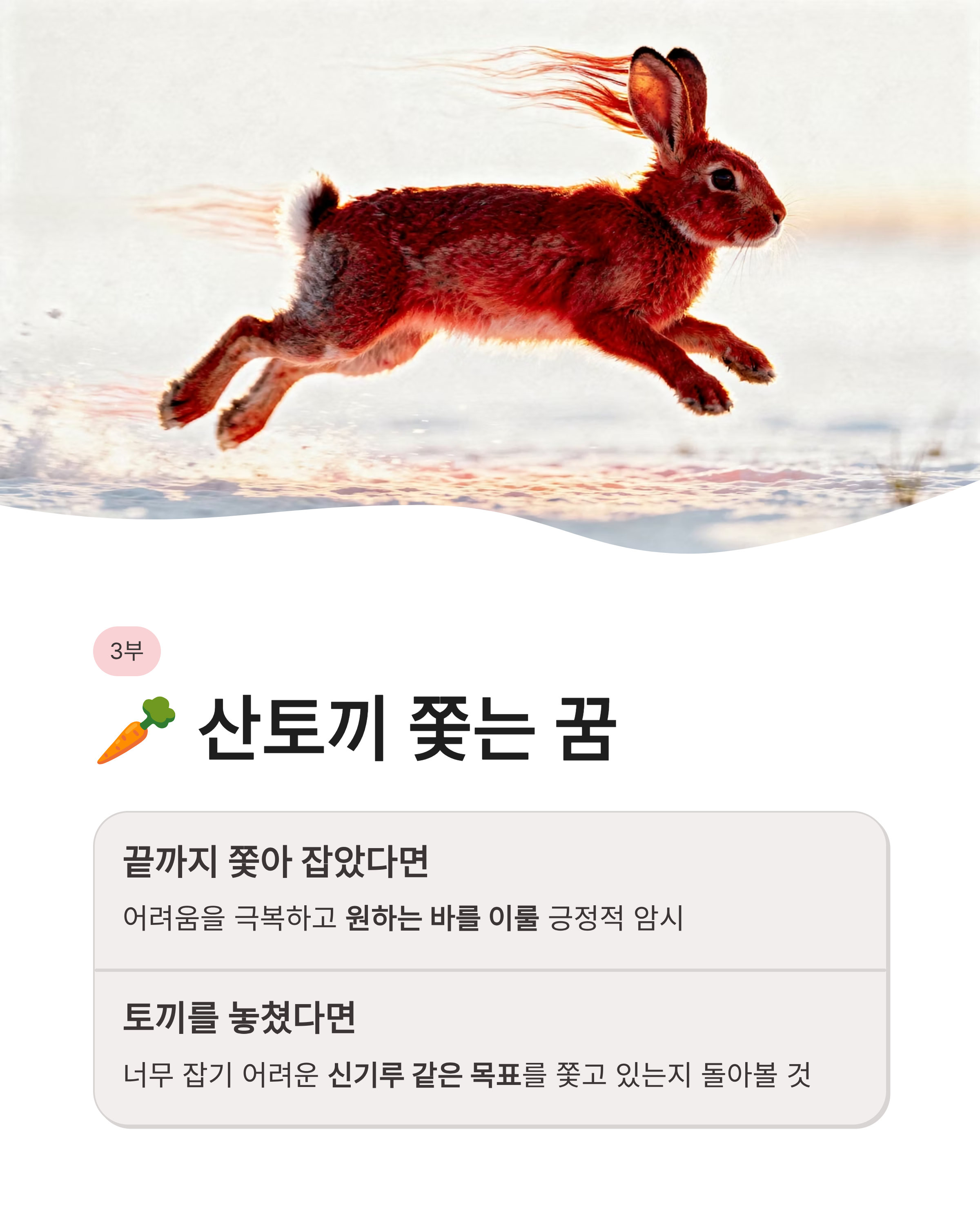 토끼꿈 해몽 흰 토끼 잡는 꿈 새끼 토끼 태몽까지! 복이 껑충 들어오는 대박 징조 총정리