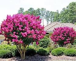 배롱나무 꽃 이미지 사진