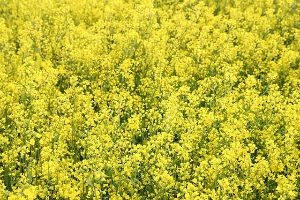 청산도 배시간표