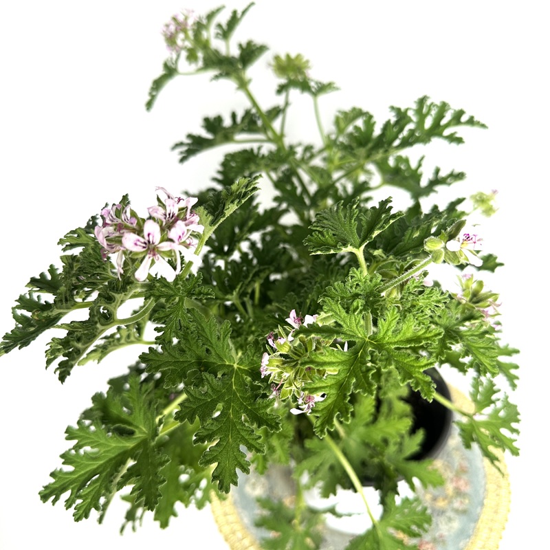 로즈 제라늄 구문초 키우기 물주기