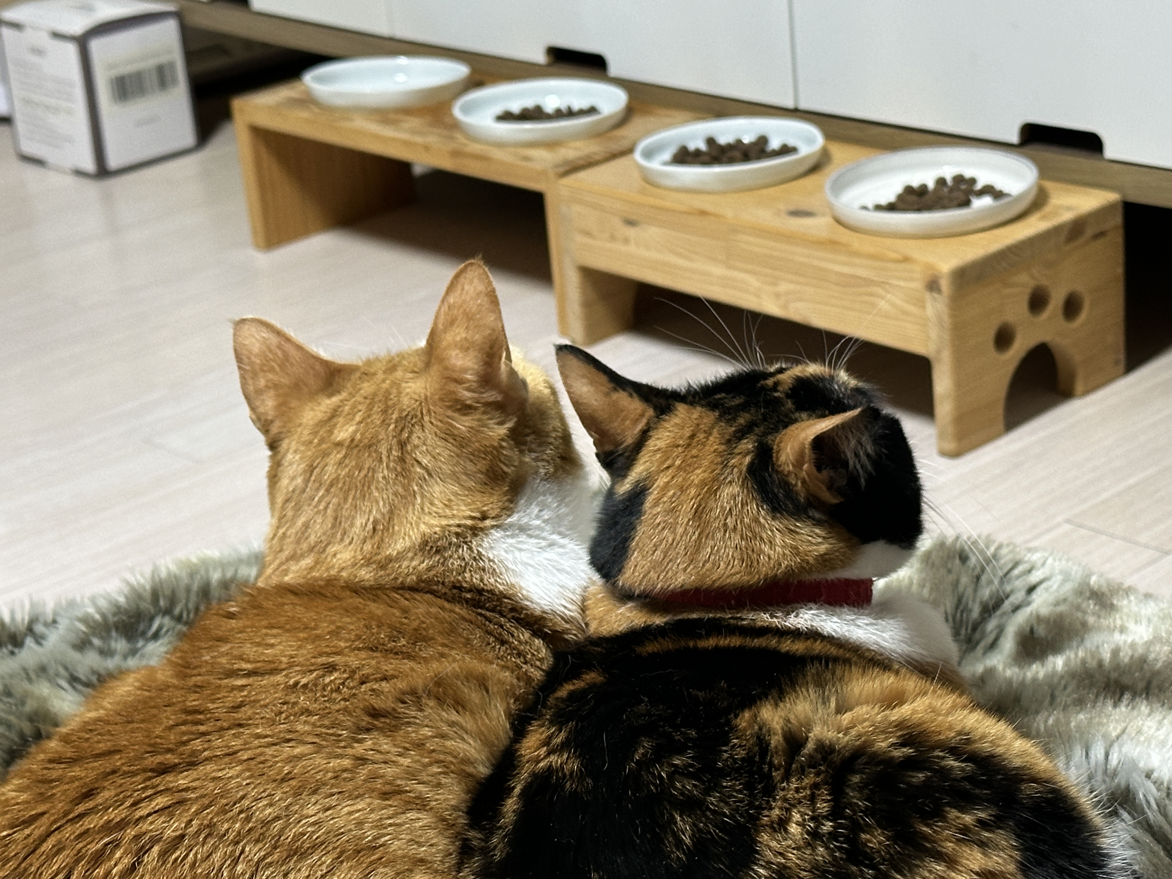 냥통수들_클로즈업