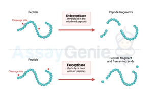 단백질 분해 효소