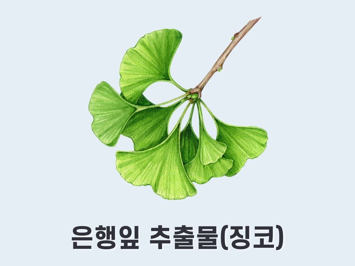 은행잎 추출물(징코)
