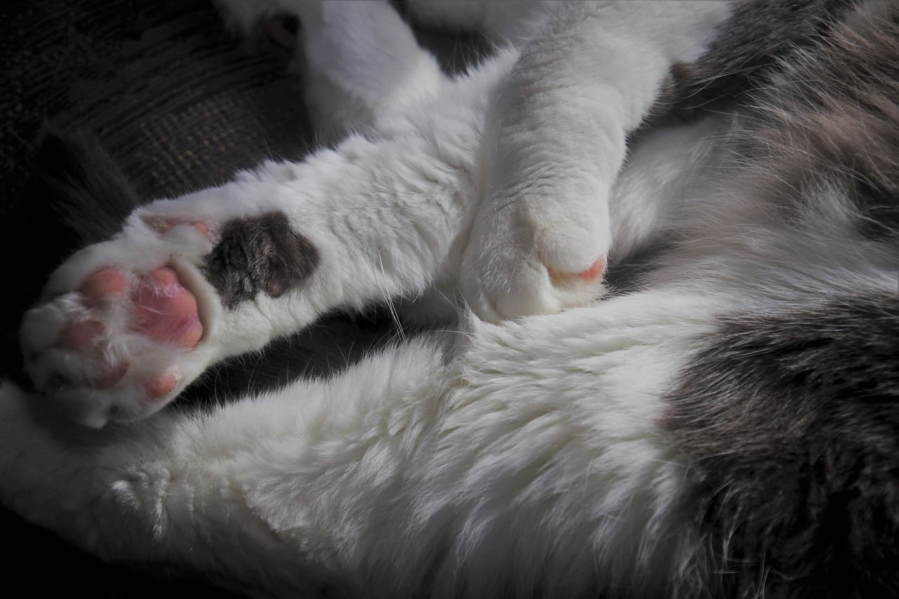 CREA(크레아티닌)이란?