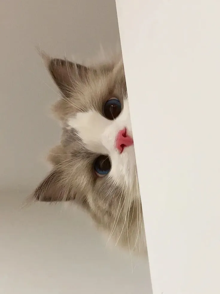 고양이-렉돌-특징