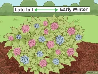 겨울 월동 준비 보온자재 덮개 동해 예방 물주기 조절_22