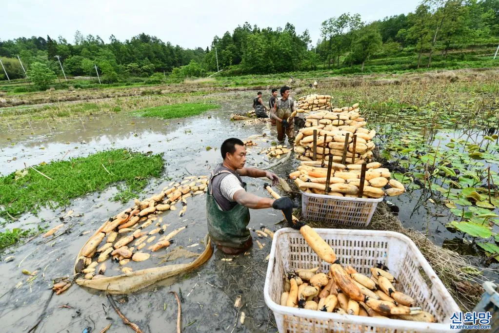 연근 재배 연못 재배 물 수위 관리 비료 주기_1