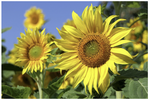 해바라기, 태양을 따라 움직이는 식물