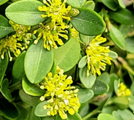 회양목 포토 묘목 키우기 및 가격 알아보기