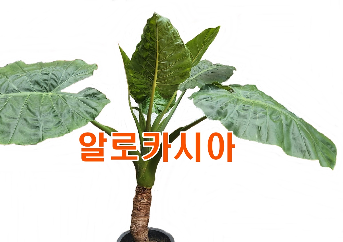 알로카시아