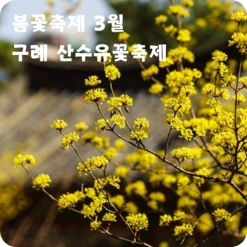 봄꽃축제 3월 광양 매화축제 구례 산수유꽃축제