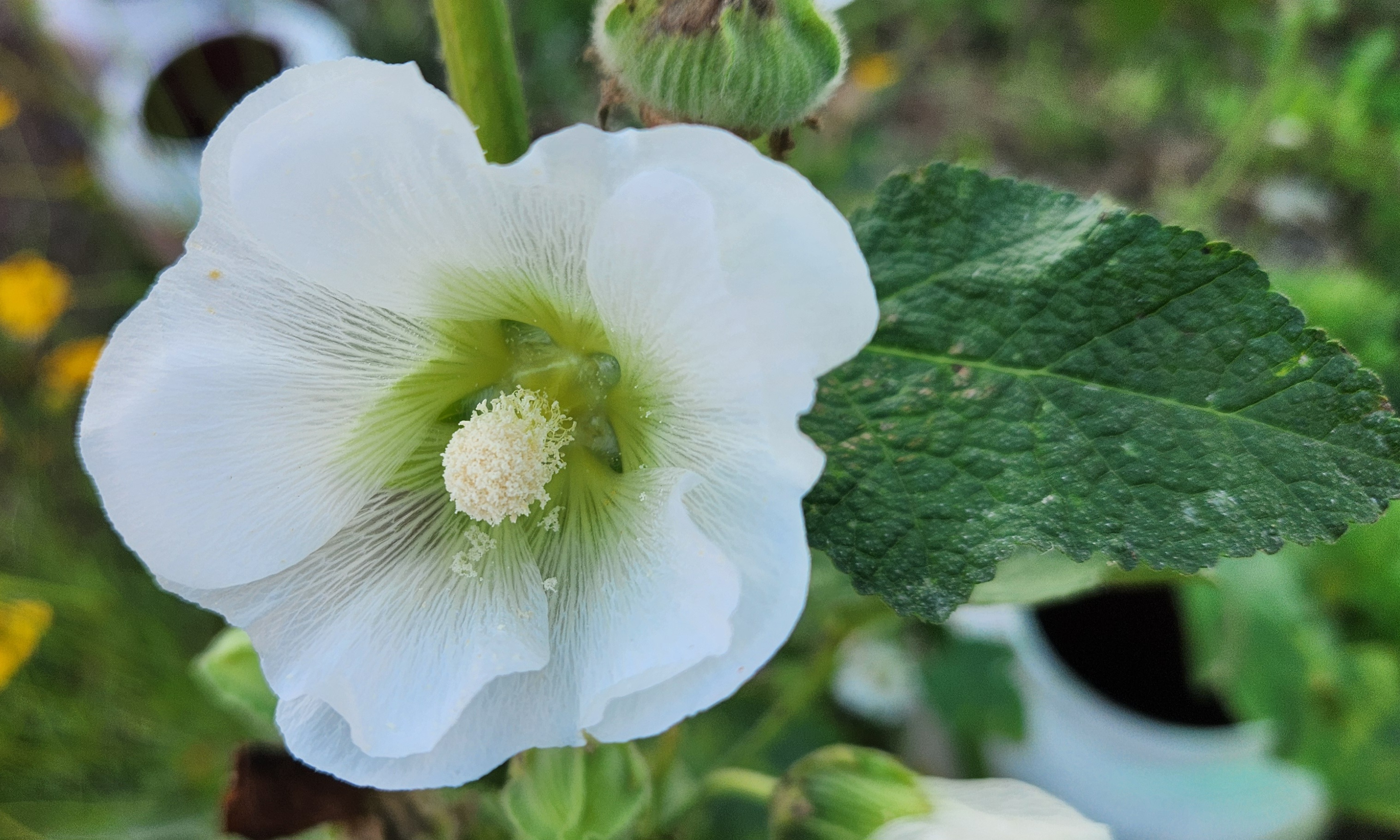 햇살 아래 빛나는 흰 접시꽃 꽃잎 질감