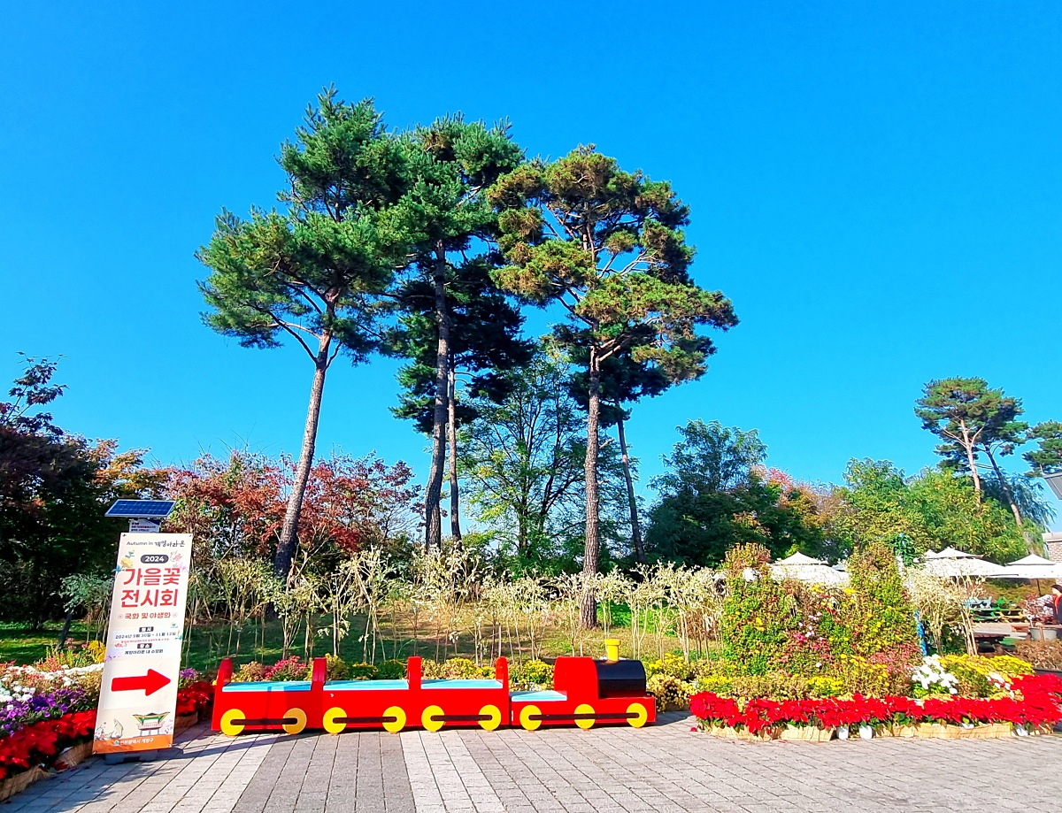 2024 인천 계양 아라온 가을꽃 전시회, 국화 축제(~11.10.): 야경, 아라뱃길, 전통놀이 체험