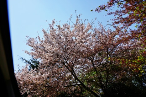 벚꽃명소