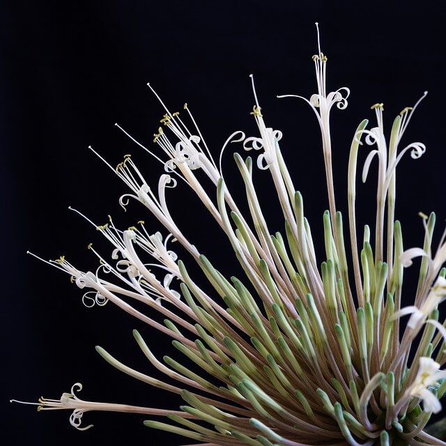 공기정화식물 산세베리아