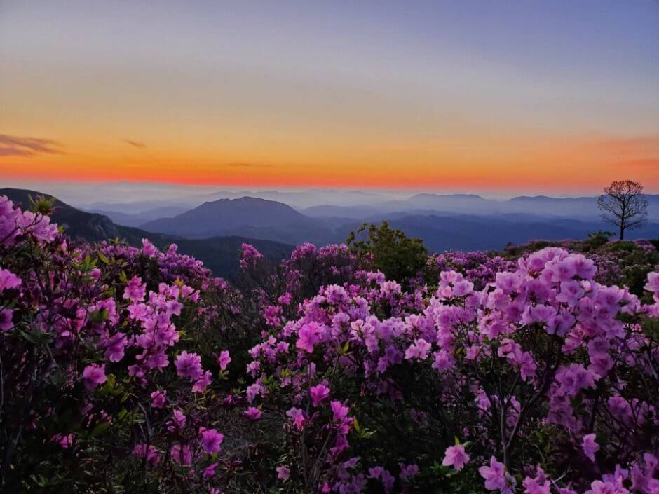 황매산 철쭉제