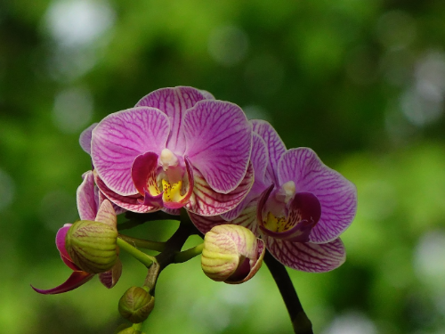 호접란 꽃 사진