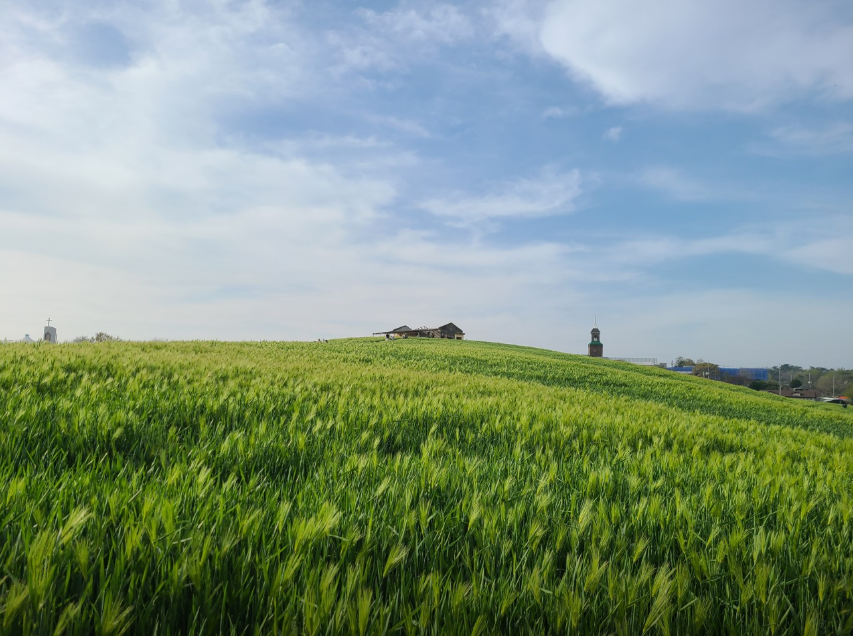 6시내고향 충남 보령 벼루 오이 주꾸미 축제 청보리밭 관련 정보