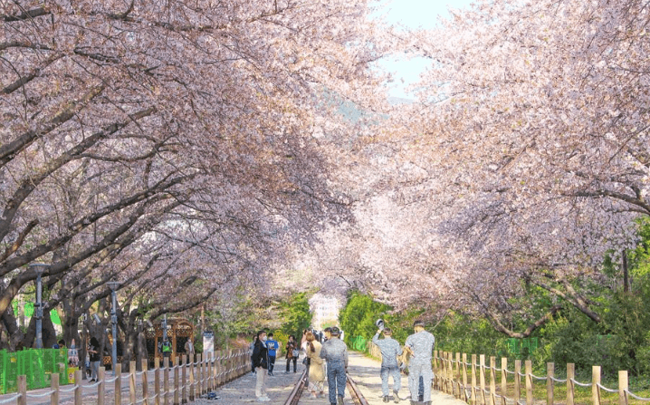 봄꽃 축제 하는 곳