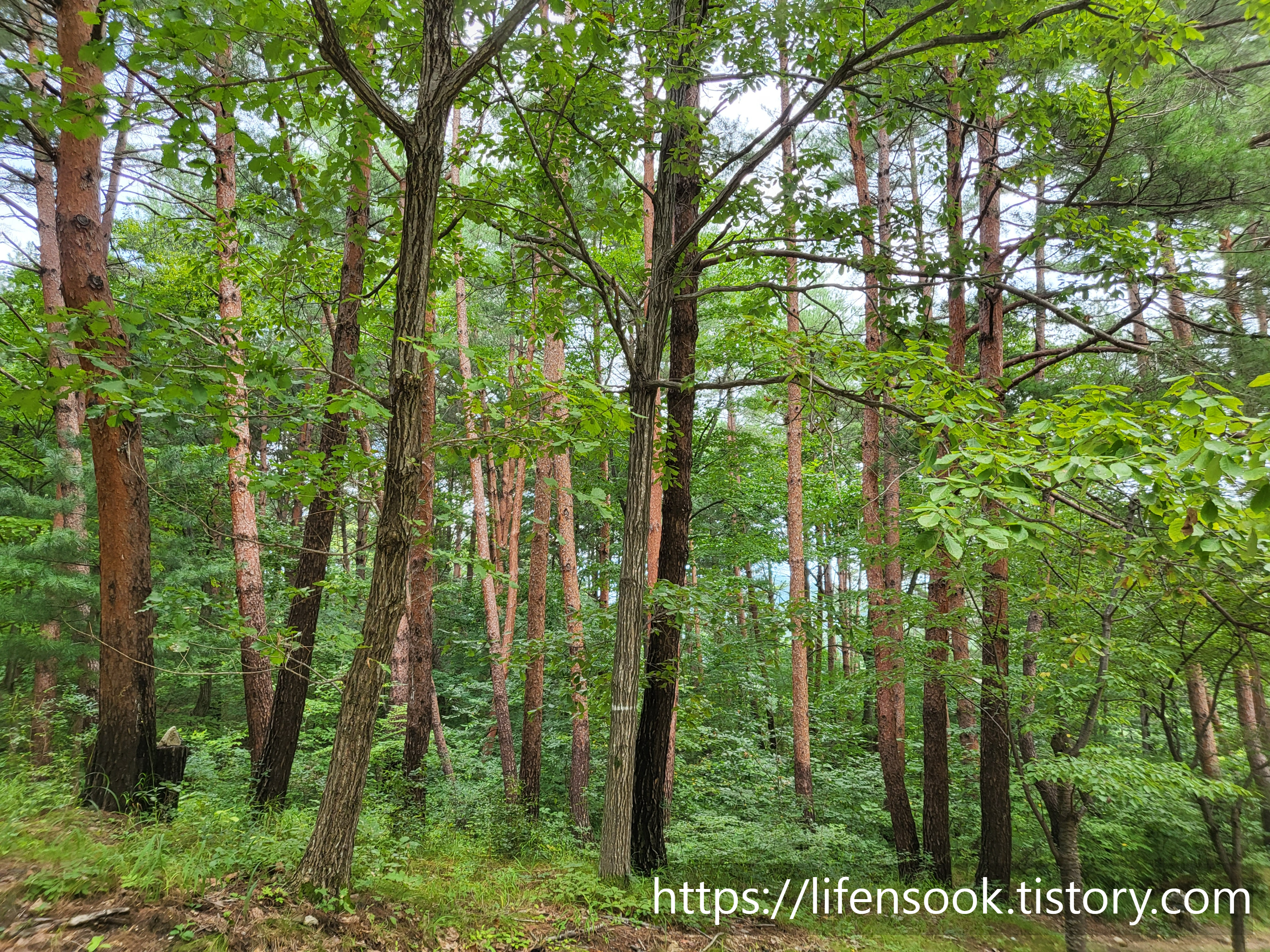 불영사 가는 길 소나무 1