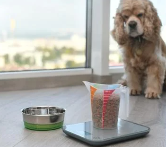 강아지 슬개골 탈구 증상&amp;#44; 수술 비용과 예방까지 한 번에 정리