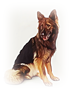 저먼 셰퍼드 독(German Shepherd Dog)