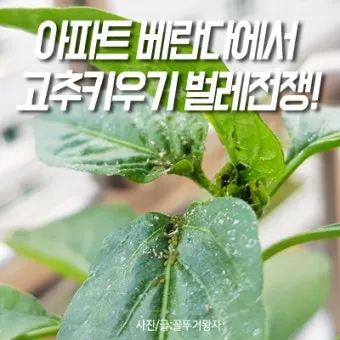 텃밭 고추 키우는 법 모종심기 지지대 순지르기 탄저병 예방_4