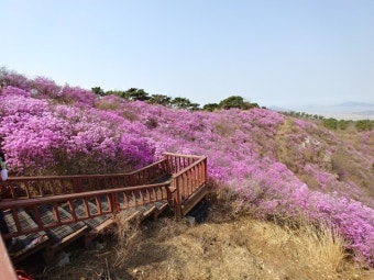 강화 진달래축제