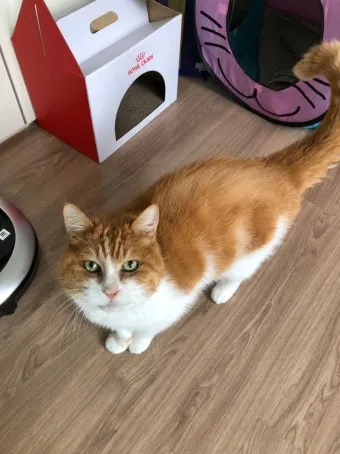 노령묘 질병 습식 사료_8