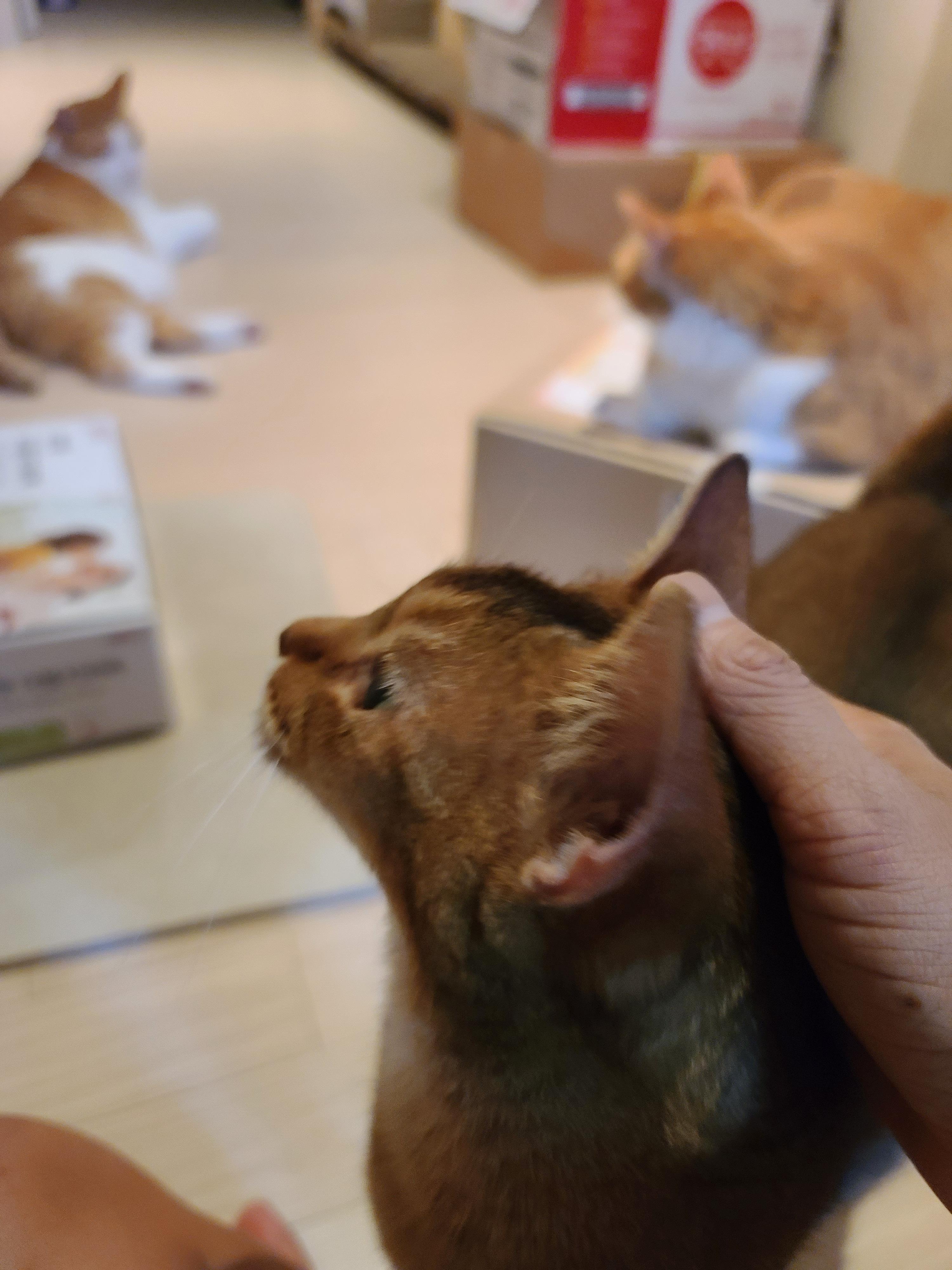 사료 소분 방해하는 고양이들.(feat. 파미나 사료)