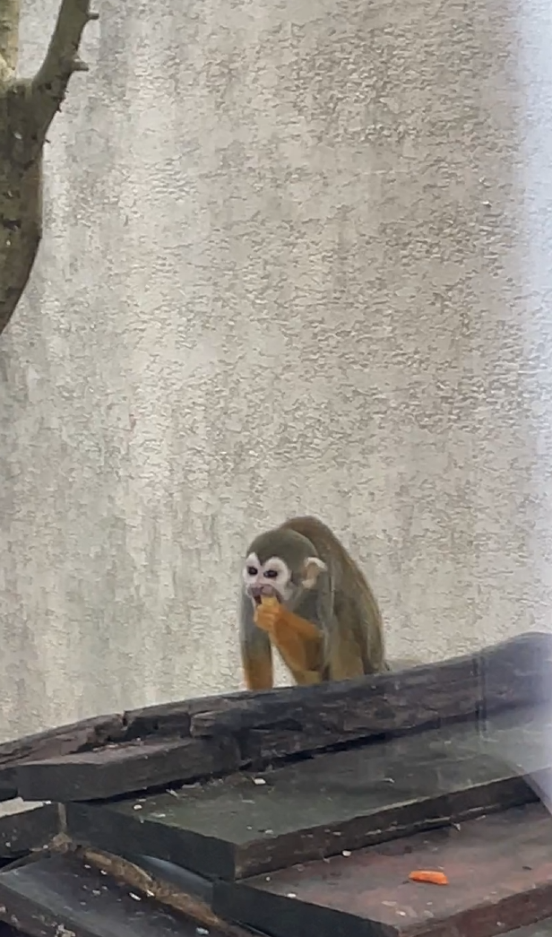 오키나와원숭이있는호텔