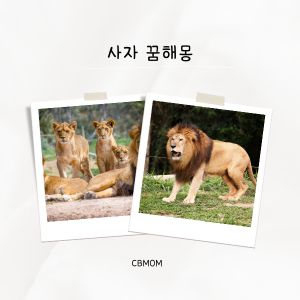 사자 꿈