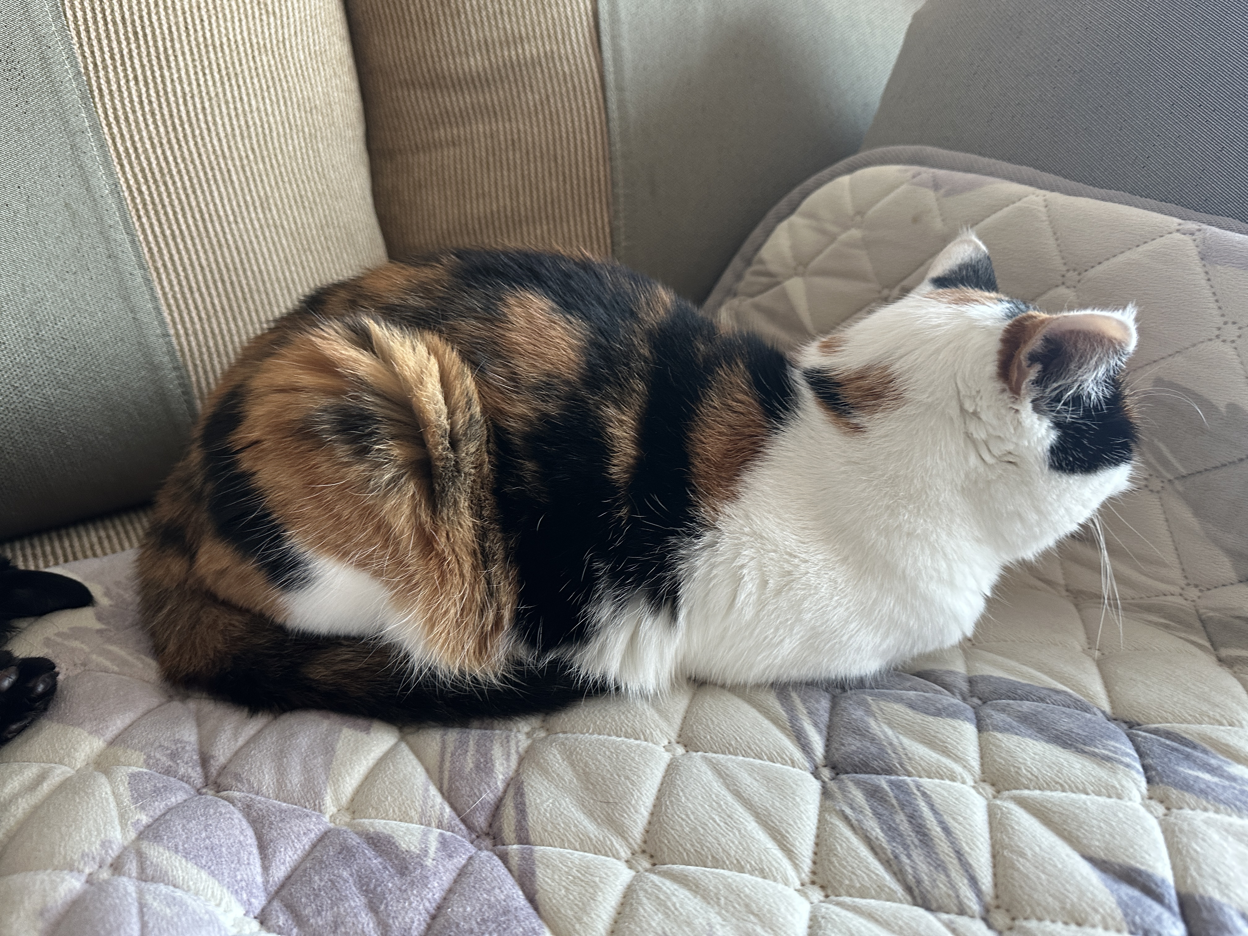 잘 때도 귀여운 막둥이 도촬하기 (feat. 6월에도 찜질하는 고양이들)