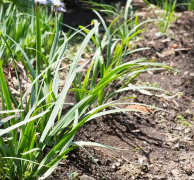 부추 효능과 영양성분, 부작용