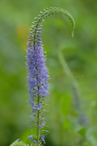 8월에 피는 꽃 이름 종류별 특징 정리 보기_9