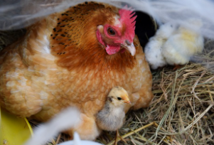 닭띠 2025년 운세