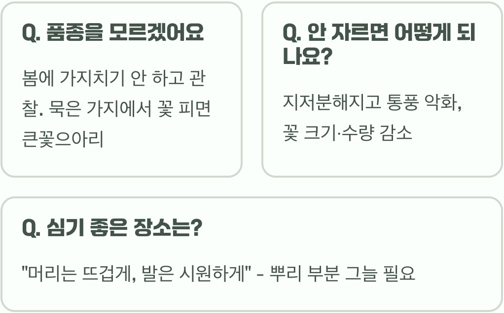 큰꽃으아리 가지치기, 이것 모르면 꽃 절대 못 봅니다!