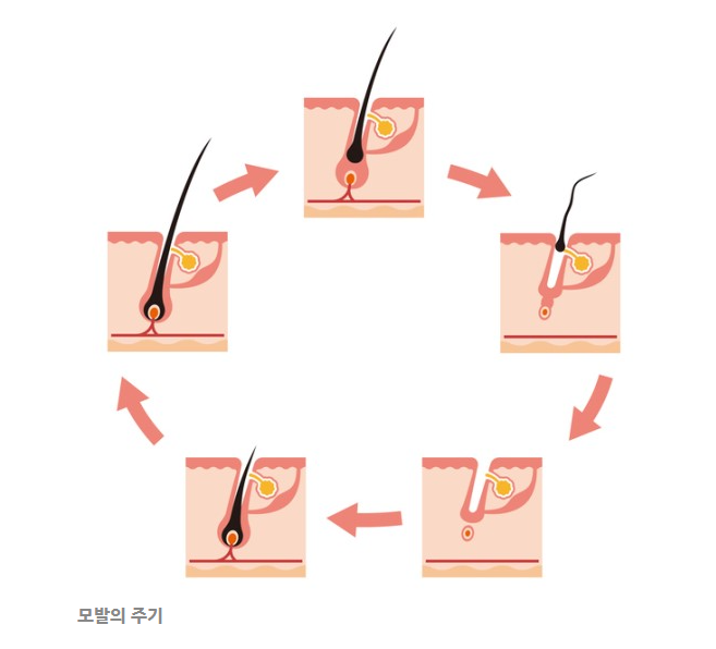 모발의 성장 주기