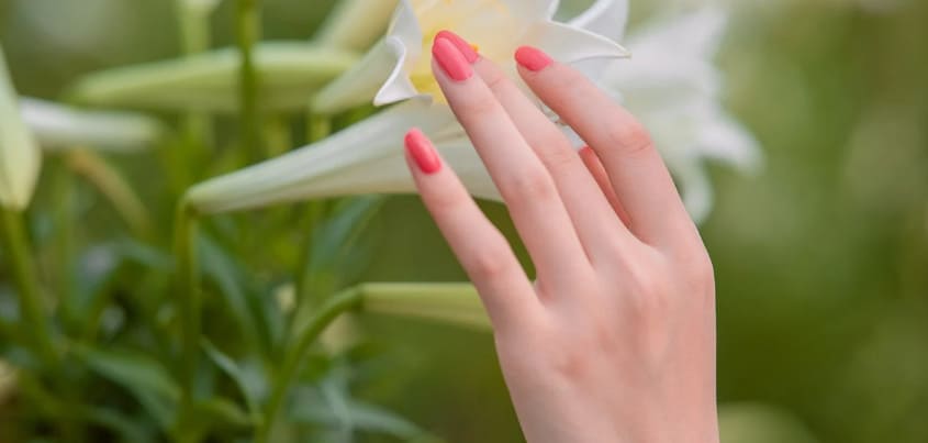 꽃을 만지고 있는 손