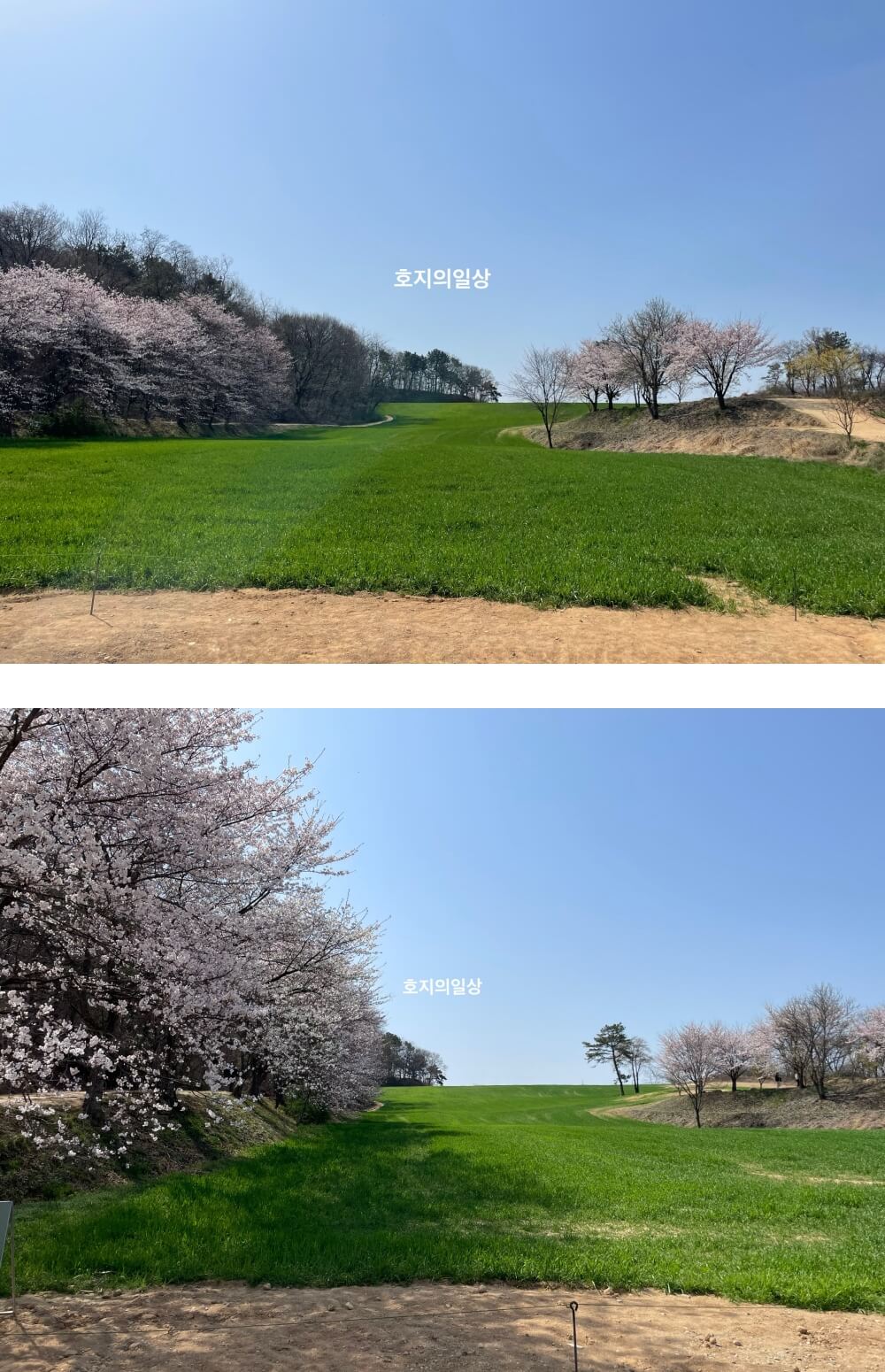 당진 카페 피어라 - 벚꽃이 만개한 청보리밭 모습