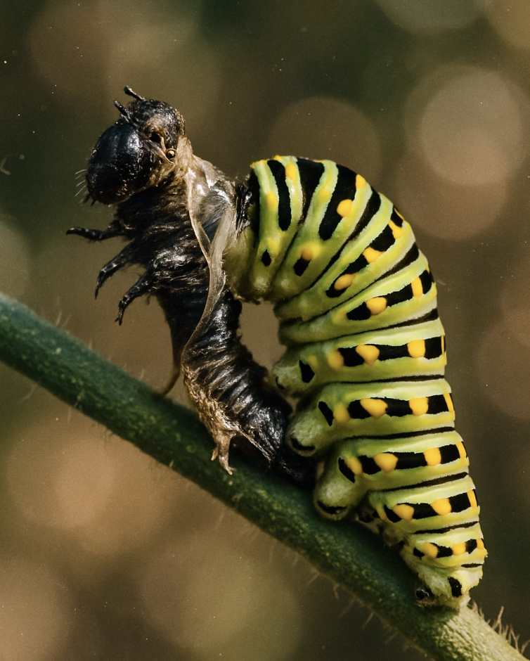 3. 허물 벗는 경이로운 성장 과정