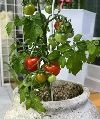 텃밭 토마토 키우는 법 유인 가지치기 칼슘결핍 갈변 해결_18