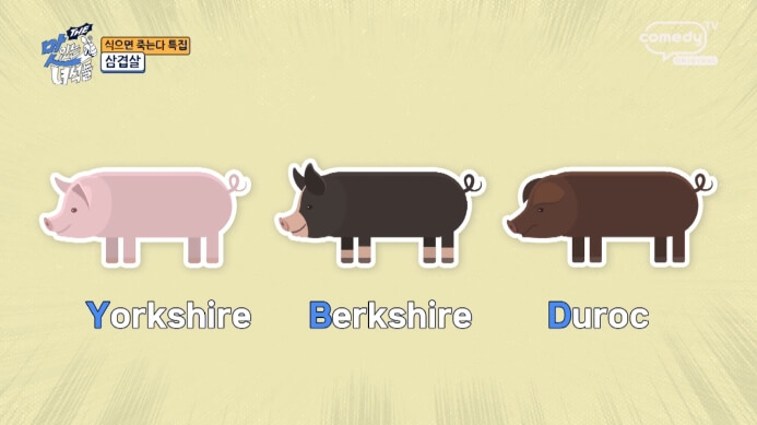YBD돼지
