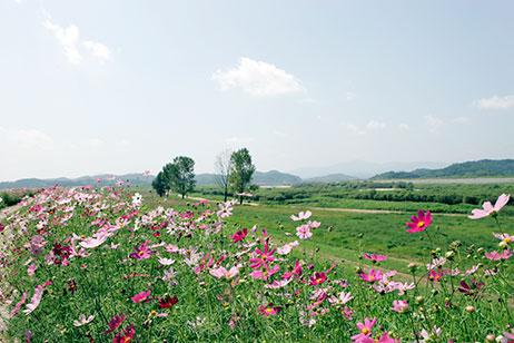 함안 악양둑방 꽃양귀비 꽃구경