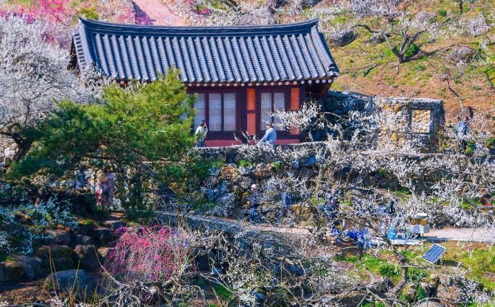 매화축제 현장의 다채로운 문화 공연과 체험