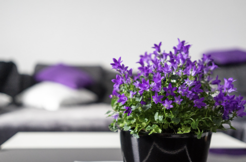 든든전세주택 임대 조건